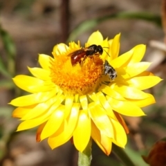 Tebenna micalis at Tallaganda State Forest - 13 Mar 2024