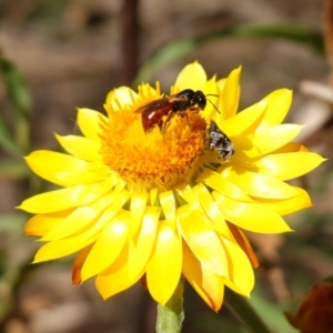 Tebenna micalis at Tallaganda State Forest - 13 Mar 2024