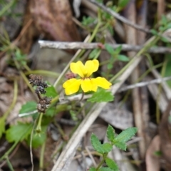 Goodenia hederacea subsp. alpestris at Tallaganda State Forest - 12 Mar 2024 by RobG1