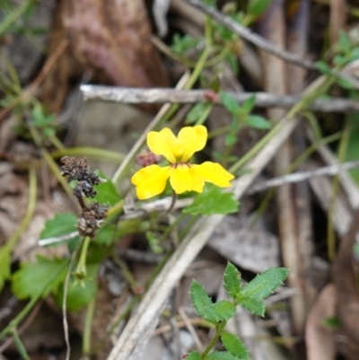 Goodenia hederacea subsp. alpestris at Tallaganda State Forest - 12 Mar 2024 by RobG1