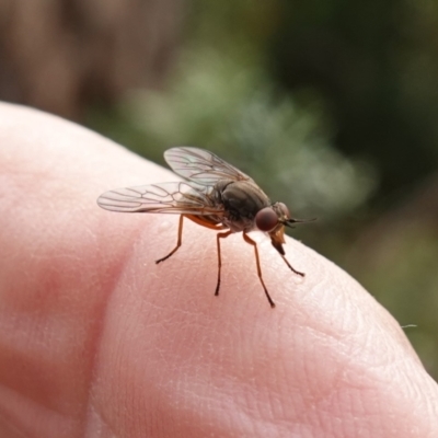 Spaniopsis sp. (genus) (Biting snipe fly) at Jingera, NSW - 12 Mar 2024 by RobG1