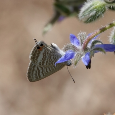 Lampides boeticus (Long-tailed Pea-blue) at Hall, ACT - 14 Mar 2024 by Anna123