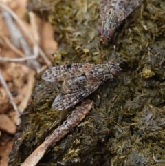 Euprosopia sp. (genus) (Signal fly) at Tallaganda State Forest - 13 Mar 2024 by RobG1