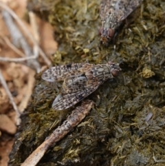 Euprosopia sp. (genus) (Signal fly) at Jingera, NSW - 13 Mar 2024 by RobG1