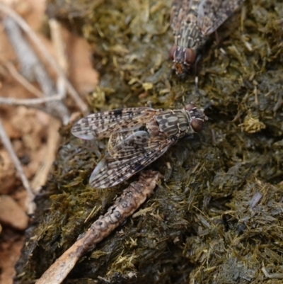 Euprosopia sp. (genus) (Signal fly) at Tallaganda State Forest - 13 Mar 2024 by RobG1