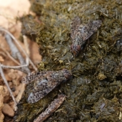 Euprosopia sp. (genus) at Tallaganda State Forest - 13 Mar 2024