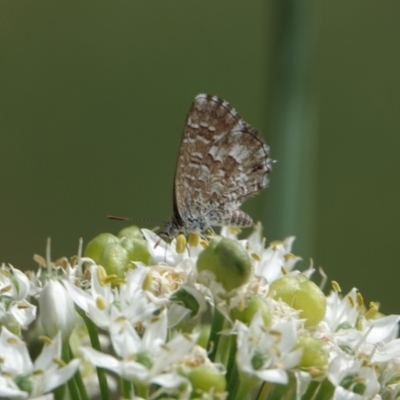 Theclinesthes serpentata (Saltbush Blue) at Hall, ACT - 14 Mar 2024 by Anna123