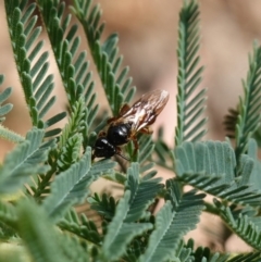 Exoneura sp. (genus) (A reed bee) at Jingera, NSW - 13 Mar 2024 by RobG1