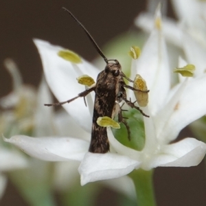 Stathmopodidae (family) at Hall, ACT - 14 Mar 2024