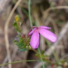 Tetratheca bauerifolia (Heath Pink-bells) at Tallaganda State Forest - 13 Mar 2024 by RobG1