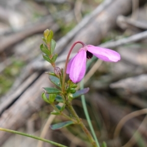 Tetratheca bauerifolia at Tallaganda State Forest - 13 Mar 2024