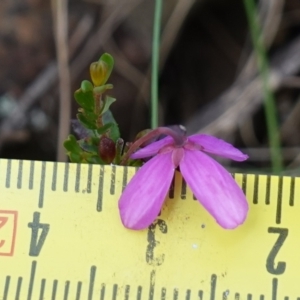 Tetratheca bauerifolia at Tallaganda State Forest - 13 Mar 2024