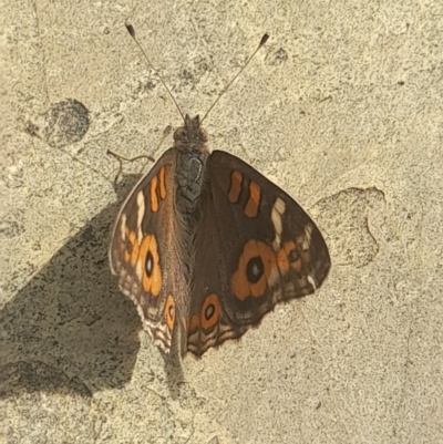 Junonia villida (Meadow Argus) at Acton, ACT - 14 Mar 2024 by VanceLawrence