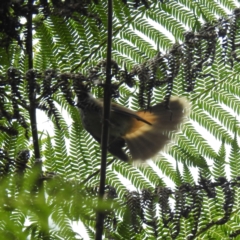 Rhipidura rufifrons (Rufous Fantail) at ANBG - 14 Mar 2024 by HelenCross