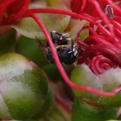 Hylaeus (Prosopisteron) aralis (A native hylaeine bee) at Hall, ACT - 14 Mar 2024 by Anna123