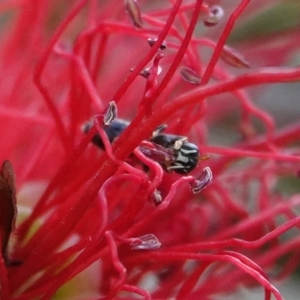 Hylaeus (Prosopisteron) aralis at Hall, ACT - 14 Mar 2024