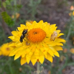 Lipotriches (Austronomia) ferricauda (Halictid bee) at Acton, ACT - 14 Mar 2024 by RosD
