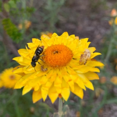 Lipotriches (Austronomia) ferricauda (Halictid bee) at ANBG - 14 Mar 2024 by RosD