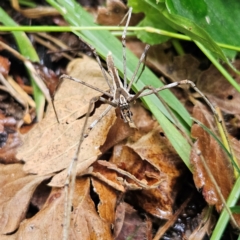 Asianopis subrufa (Rufous net-casting spider) at QPRC LGA - 14 Mar 2024 by MatthewFrawley