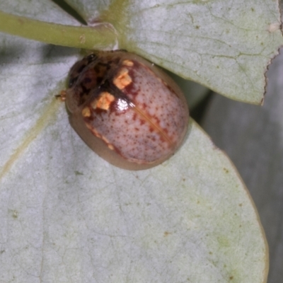 Paropsisterna m-fuscum (Eucalyptus Leaf Beetle) at Dickson Wetland - 7 Mar 2024 by AlisonMilton