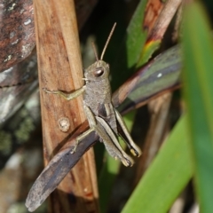 Percassa rugifrons (Mountain Grasshopper) at Tallaganda State Forest - 13 Mar 2024 by RobG1