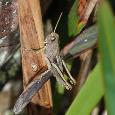 Percassa rugifrons (Mountain Grasshopper) at Tallaganda State Forest - 13 Mar 2024 by RobG1