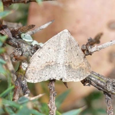 Taxeotis reserata (A Geometer moth) at Jingera, NSW - 13 Mar 2024 by RobG1