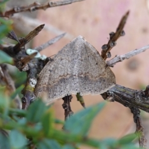 Taxeotis reserata at Tallaganda State Forest - 13 Mar 2024