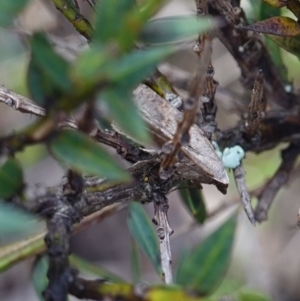 Taxeotis reserata at Tallaganda State Forest - 13 Mar 2024 11:32 AM