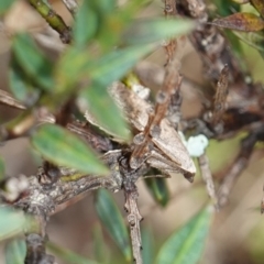 Taxeotis reserata at Tallaganda State Forest - 13 Mar 2024 11:32 AM