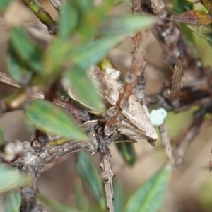 Taxeotis reserata at Tallaganda State Forest - 13 Mar 2024