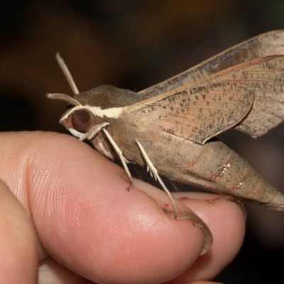Hippotion scrofa (Coprosma Hawk Moth) at Higgins, ACT - 7 Mar 2024 by AlisonMilton