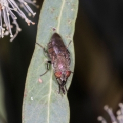 Stomorhina sp. (genus) (Snout fly) at Dickson Wetland - 7 Mar 2024 by AlisonMilton