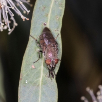 Stomorhina sp. (genus) (Snout fly) at Dickson, ACT - 6 Mar 2024 by AlisonMilton