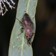 Stomorhina sp. (genus) at Dickson Wetland Corridor - 7 Mar 2024