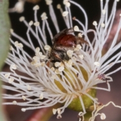 Leioproctus sp. (genus) (Plaster bee) at Dickson, ACT - 6 Mar 2024 by AlisonMilton