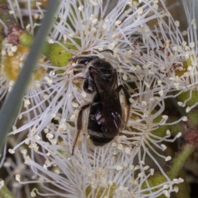 Lasioglossum (Chilalictus) sp. (genus & subgenus) (Halictid bee) at Dickson Wetland - 7 Mar 2024 by AlisonMilton
