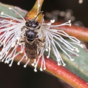 Lasioglossum (Chilalictus) sp. (genus & subgenus) at Dickson Wetland Corridor - 7 Mar 2024 09:08 AM