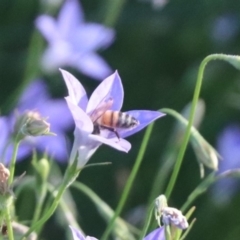 Apis mellifera (European honey bee) at North Mitchell Grassland  (NMG) - 4 Mar 2024 by HappyWanderer