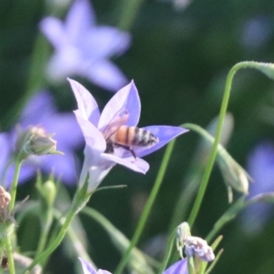 Apis mellifera (European honey bee) at Franklin, ACT - 4 Mar 2024 by HappyWanderer