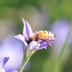 Apis mellifera at North Mitchell Grassland  (NMG) - 4 Mar 2024