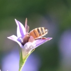 Apis mellifera at North Mitchell Grassland  (NMG) - 4 Mar 2024