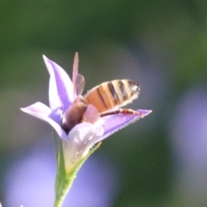 Apis mellifera at North Mitchell Grassland  (NMG) - 4 Mar 2024