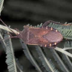 Amorbus alternatus (Eucalyptus Tip Bug) at Dickson, ACT - 6 Mar 2024 by AlisonMilton