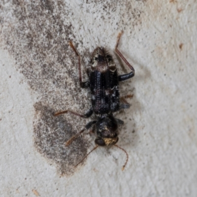 Stigmatium victoriae (Checkered beetle) at Dickson, ACT - 6 Mar 2024 by AlisonMilton