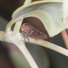 Unidentified Leafhopper or planthopper (Hemiptera, several families) at Dickson, ACT - 6 Mar 2024 by AlisonMilton