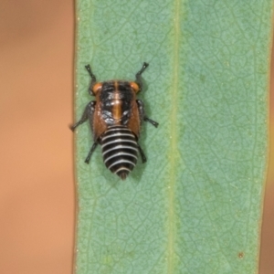 Eurymeloides sp. (genus) at Dickson Wetland Corridor - 7 Mar 2024 08:40 AM