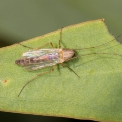 Chironomidae (family) (Non-biting Midge) at Dickson Wetland Corridor - 6 Mar 2024 by AlisonMilton