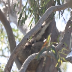 Phascolarctos cinereus (Koala) at Raymond Island, VIC - 31 Dec 2023 by HappyWanderer