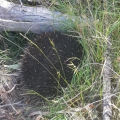 Tachyglossus aculeatus (Short-beaked Echidna) at Forde, ACT - 24 Feb 2024 by HappyWanderer